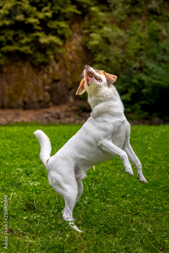 Obraz na płótnie Jack Russel Terrier