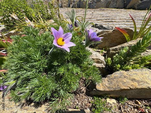 Foto Blooming purple Pasqueflower (Pulsatilla vulgaris) in a rocky alpine garden