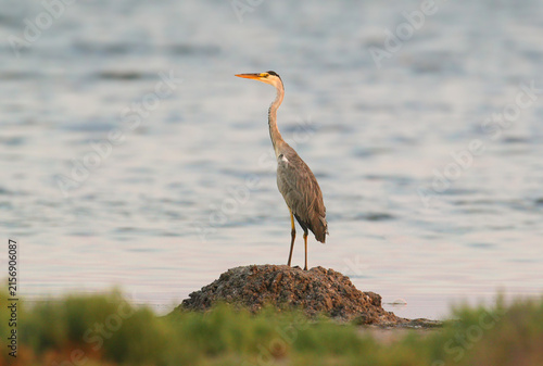 Obraz na plátně Grey Heron / Ardea cinerea — standing erect on a dirt mound surrounded by water