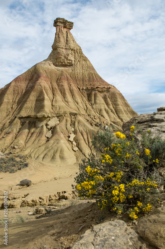 Yellow flowering bush in front of Castildetierra, semi-desert Bardenas Reales, Spain