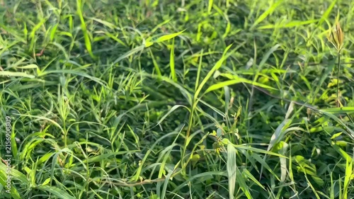 Lush green grass bathed in sunlight, highlighting its vibrant texture and natural beauty