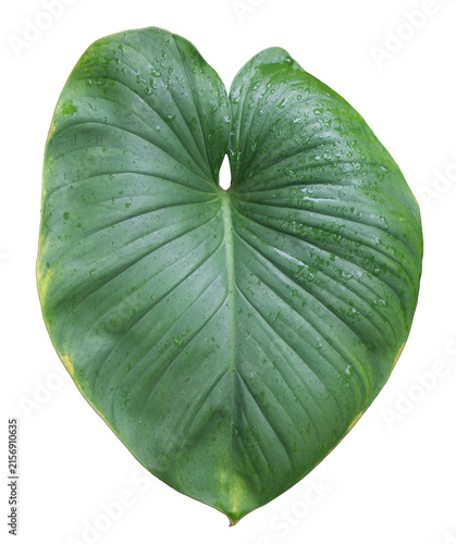 Fresh green elephant ear leaf covered with water droplets isolated on transparent background after rain