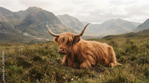 Highland cow with long horns resting in lush green meadow with misty mountain backdrop