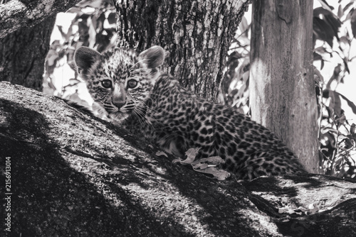 Obraz na płótnie Leopard cub resting on a rock in black and white, Kruger