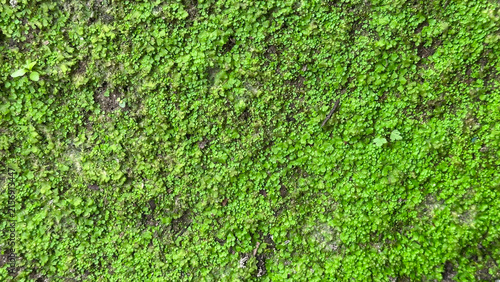 Vibrant green moss covering a damp stone surface, texture