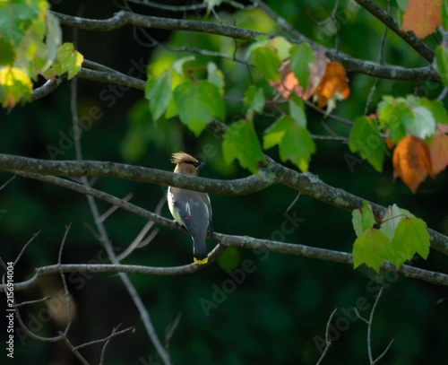 A cedar waxwing on a branch