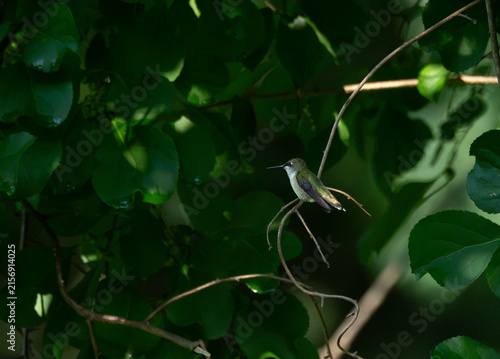 ruby throated hummingbird on a branch