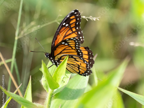  A Viceroy Butterfly in the woods