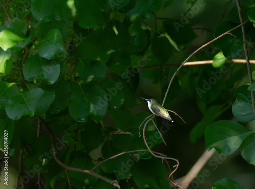 ruby throated hummingbird taking a break