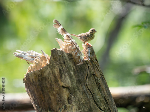 song sparrow on a stump with a feather
