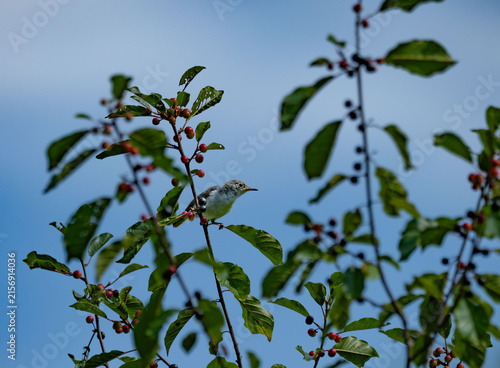 a perched blue grey gnatcatcher