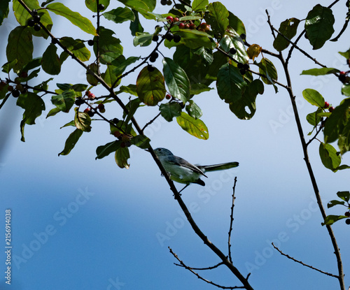 a blue grey gnat catcher perched in a tree