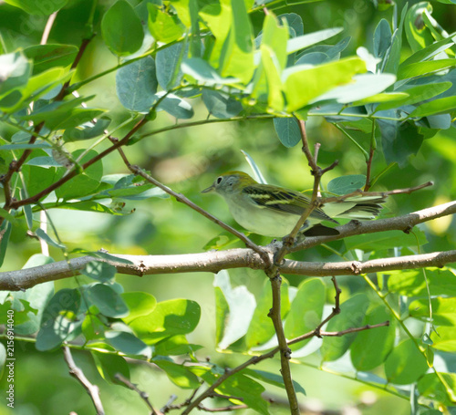a young chestnut sided warbler