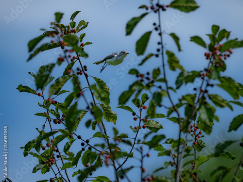 a blue grey gnatcatcher leaping between branches