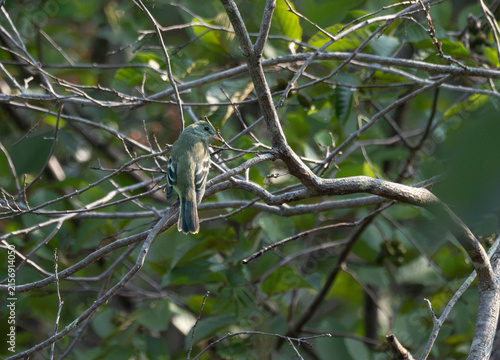 Fly catcher on the trail