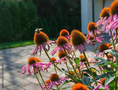 Konstfotografi Bee resting and feeding on the orange central cone of mature purple coneflower, Echinacea purpurea, surrounded by pink petals and additional blooms