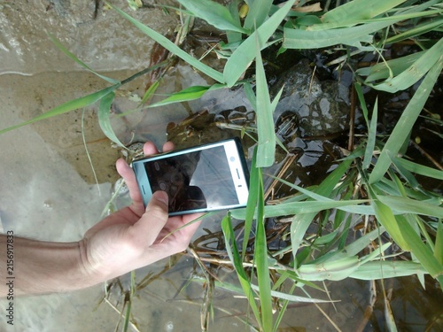 Person captures nature using mobile device