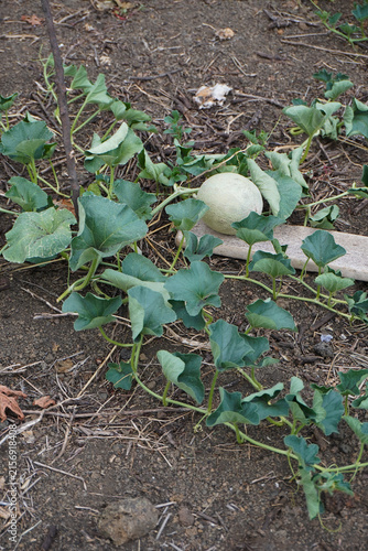 Melon plant with with young melon fruit growing in the soil in summer. Concept of the farming and gardening. Cultivating melons in garden, at home or in greenhouse. Growing own fruits and vegetables.