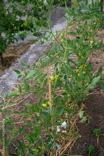 Tomato plant with young green tomatoes growing in the soil in summer. Concept of the farming and gardening. Cultivating tomatoes in garden, at home or in greenhouse. Growing own herbs and vegetables.