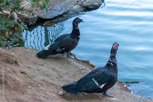 Duck in Natural Environment.