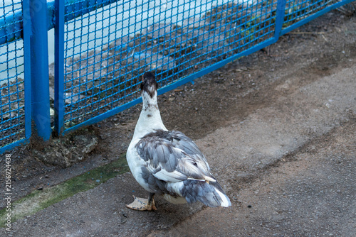 Duck in Natural Environment.