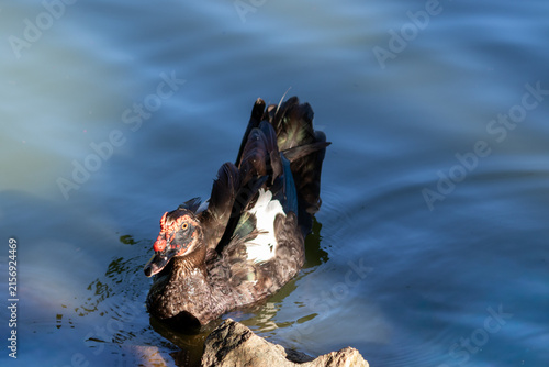 Duck in Natural Environment.