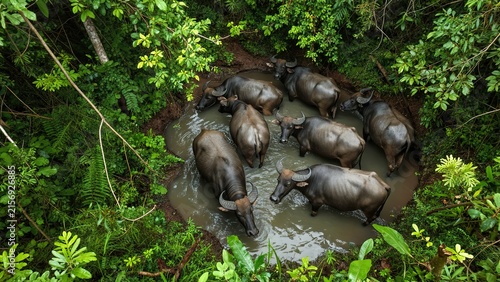 Water Buffaloes Relaxing in Muddy Pool Surrounded by Lush Forest