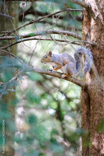 cute squirrel is resting on tree. summer in uk
