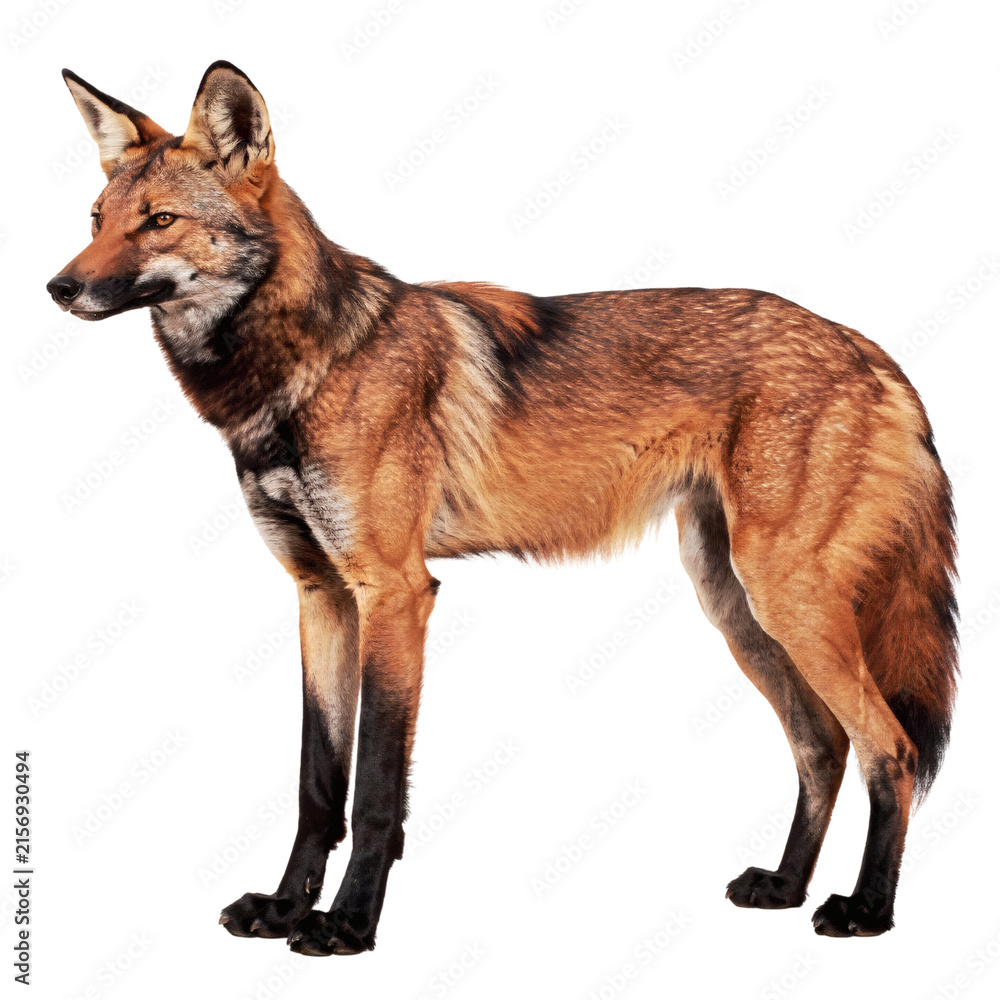 Obraz premium Maned Wolf Standing Profile Isolated on Black Background Wild South American Canid