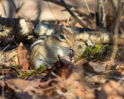Eastern Chipmunk Eating on Forest Floor in Spring