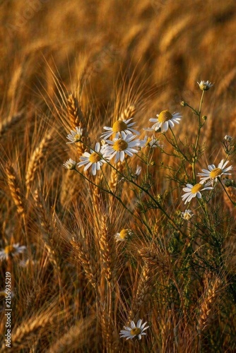 White daisies stand out amid golden wheat stalks in a sunlit field, creating a serene rural landscape with warm hues and gentle textures.