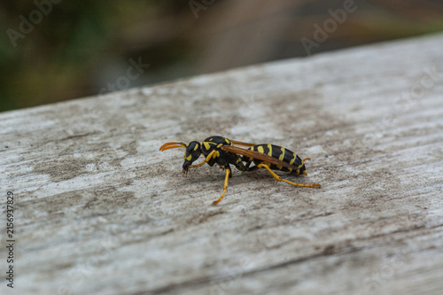 Macro Close-up of a Yellow Jacket Wasp on Weathered Wood
