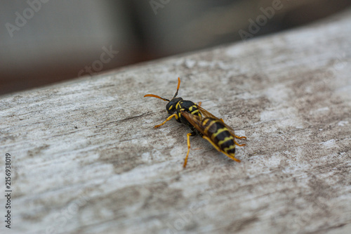 Macro Close-up of a Yellowjacket Wasp on Weathered Wood