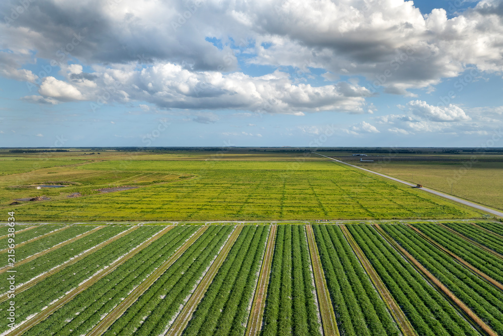 Fototapeta premium Agricultural cultivated field in summer season with growing crops. Green farm fields in Florid. Farming and agriculture industry in USA