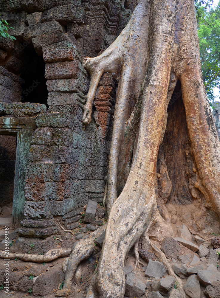 Fototapeta premium Crocodile Tree in Ta Prohm Temple (tree temple) in Angkor Wat complex in Cambodia where Laura Croft in Tomb Raider was shot. A Buddhist temple built in the 12th century.