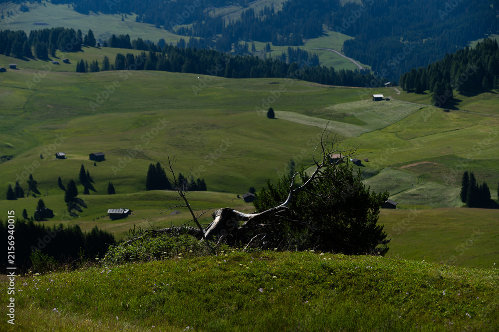 Obraz premium View of beautiful landscape in the Alps with fresh green meadows in the background on a sunny day with blue sky and clouds in summertime. Alpe de Siusi, Dolomite Alps