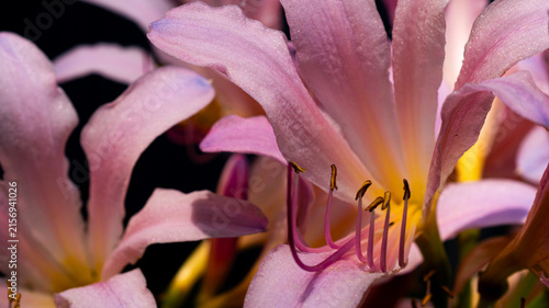 Purple flower on a dark background, macro shot. Screensaver background image.