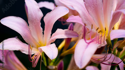 Purple flower on a dark background, macro shot. Screensaver background image.