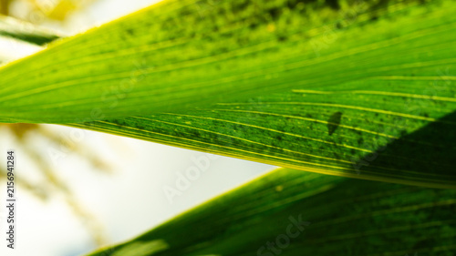 Close-up of corn leaf, sunny day, macro shot. Screensaver background image.