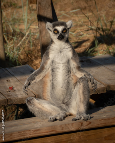 ring tailed lemur