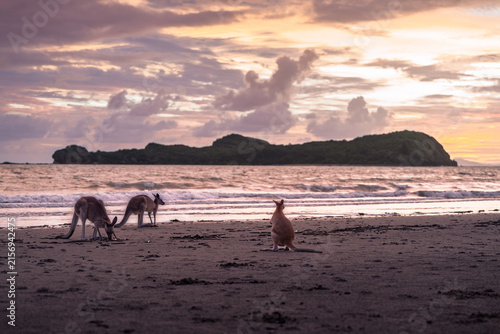 Wild kangaroos on an Australian beach at sunrise