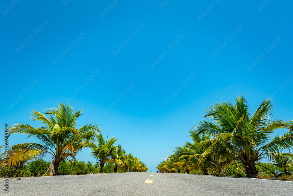 Obraz premium Tropical road lined with palm tree beneath clear blue sky and bright sunlight, creating tranquil island landscape with open asphalt and lush green vegetation