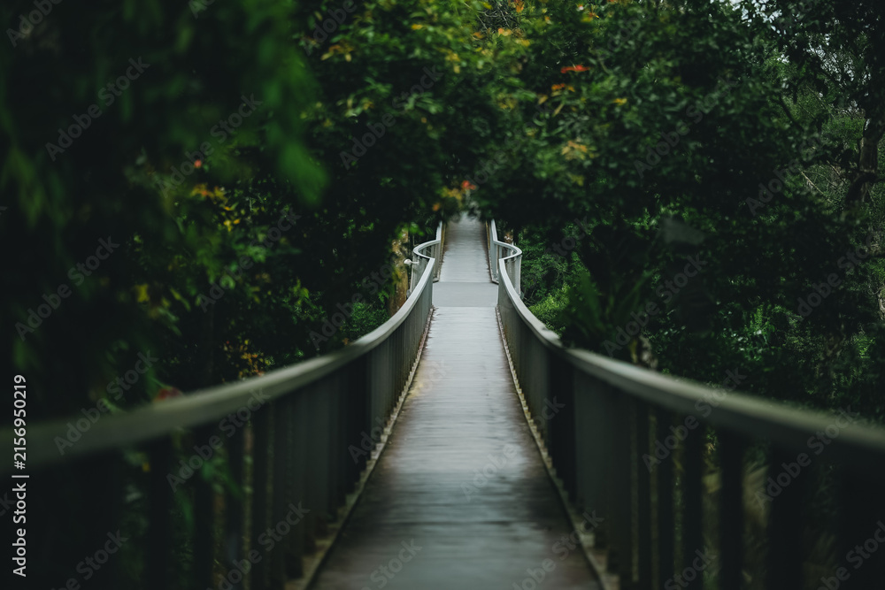 Obraz premium Bridge forest walkway green nature railing path tree outdoor wet bridge path through lush forest with railing, misty atmosphere, tranquil nature scene after rain in dense woodland