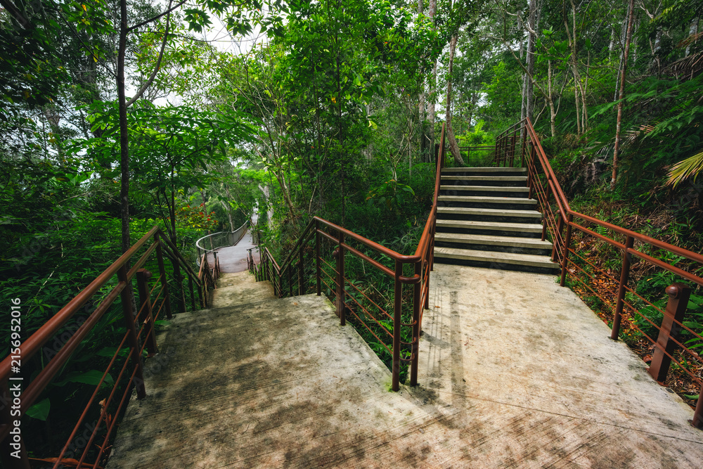 Obraz premium Forest stair walkway railing tropical green tree path nature park concrete stair and metal railing through lush tropical woodland, peaceful outdoor trail for hiking, travel, and scenic exploration