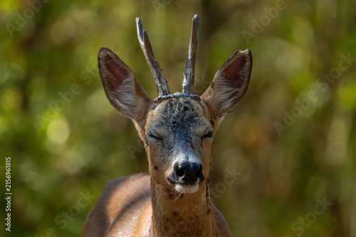 Deer in the forest.