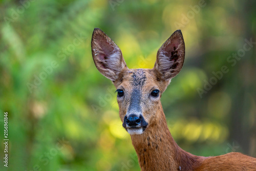 Deer in the forest.