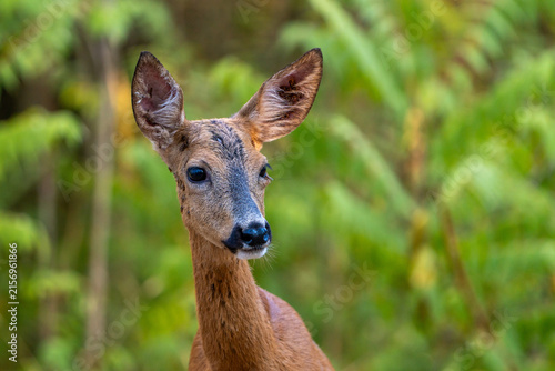 Deer in the forest.