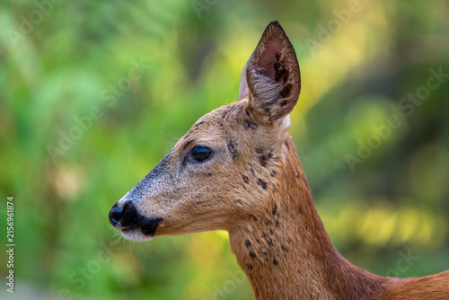 Deer in the forest.