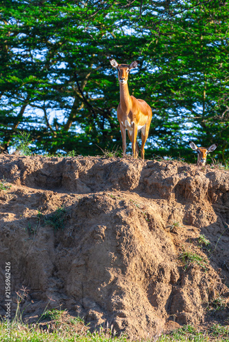 A male impala on a hillock in Nakuru. Kenya, Africa.