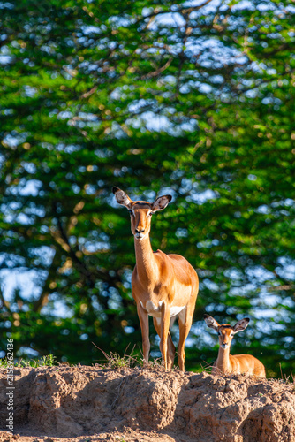 A male impala on a hillock in Nakuru. Kenya, Africa.